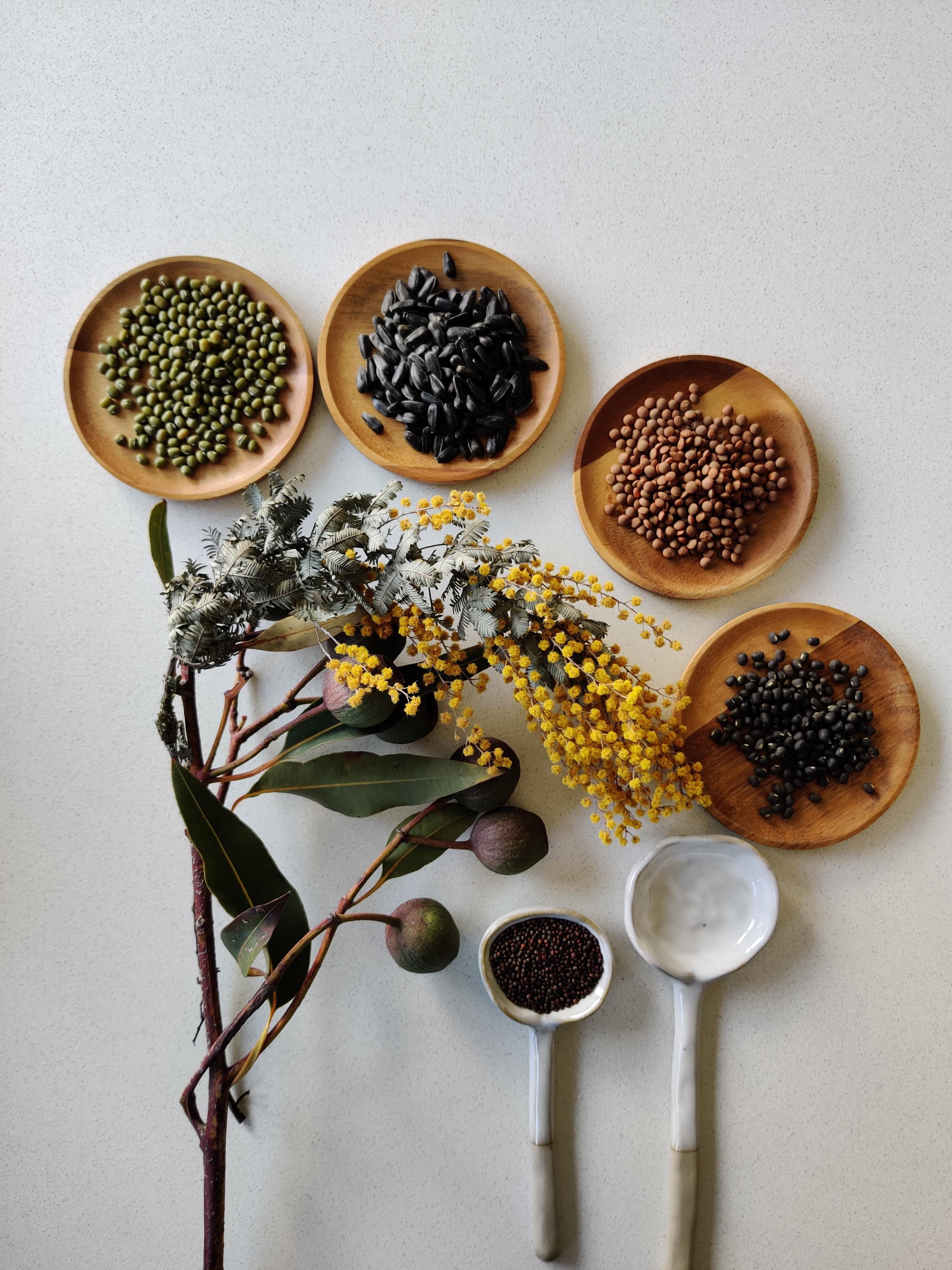sprouting seeds laid out with australian natives