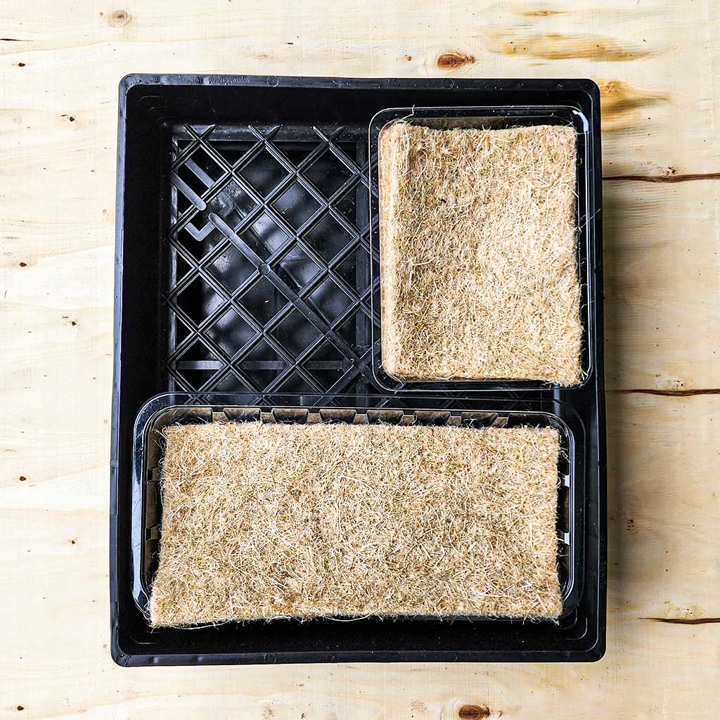 Microgreen tray Sydney Sprouts