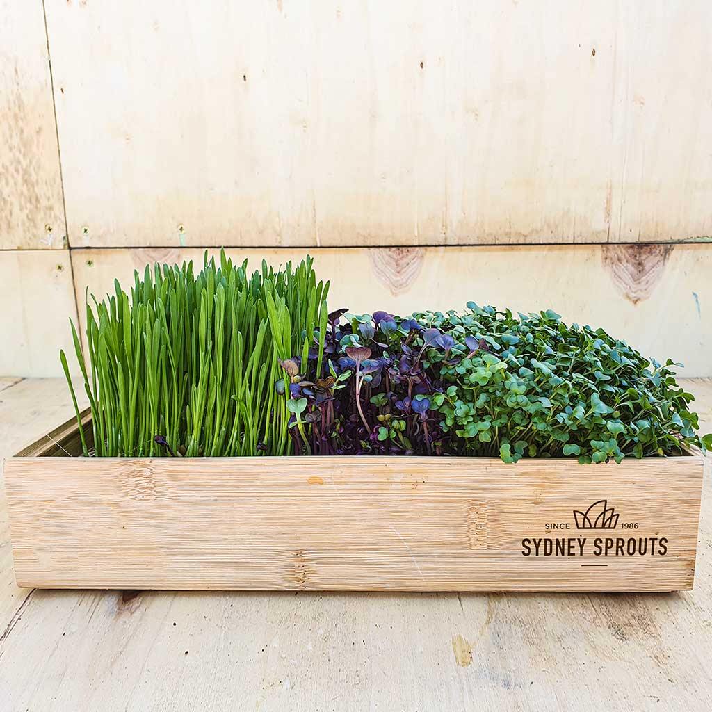 Bamboo microgreens tray