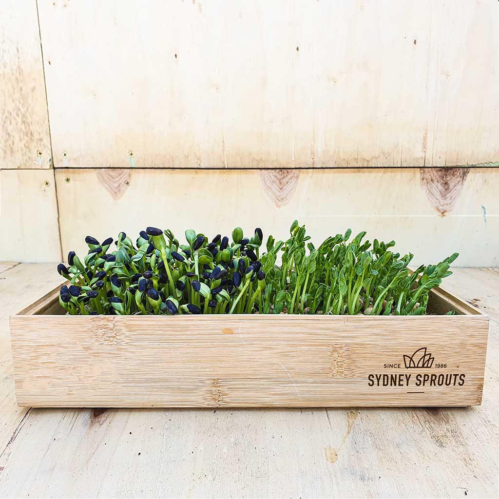 Bamboo microgreens tray