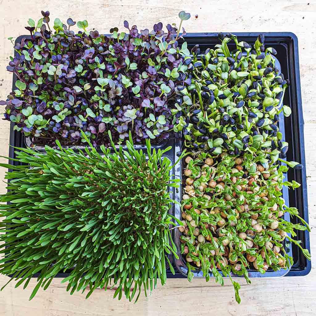 large microgreens tray with 3 seeds