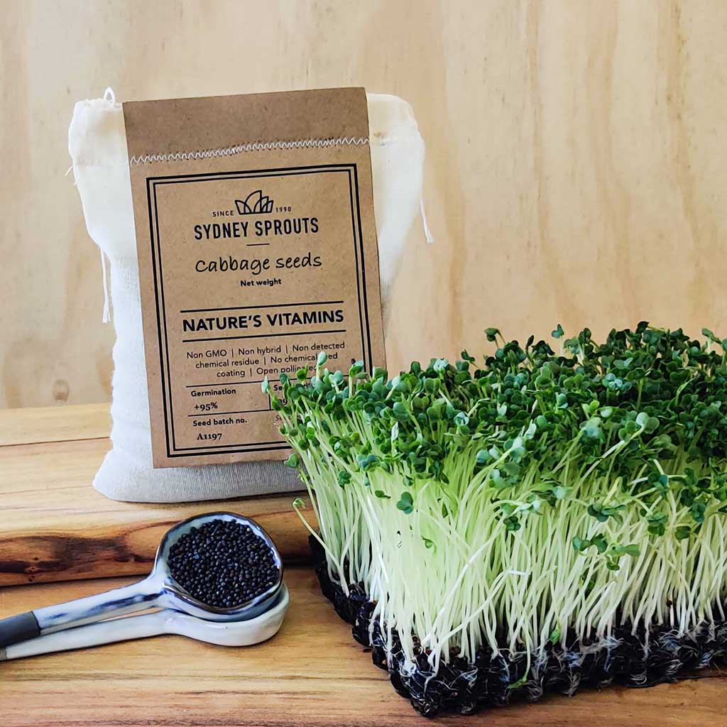 Cabbage sprouting seeds - Microgreens