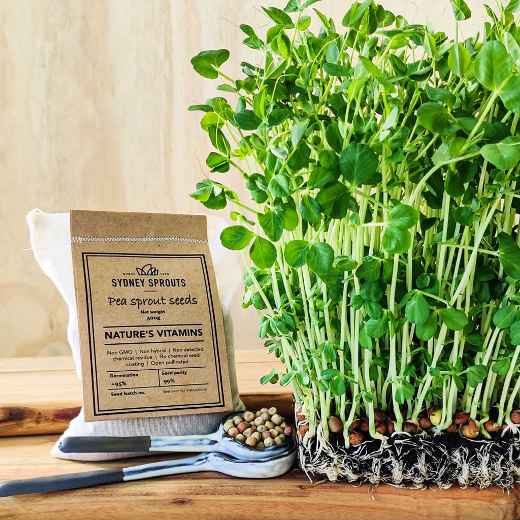 Pea sprout with tendrils sprouting seeds Microgreens Sydney Sprouts
