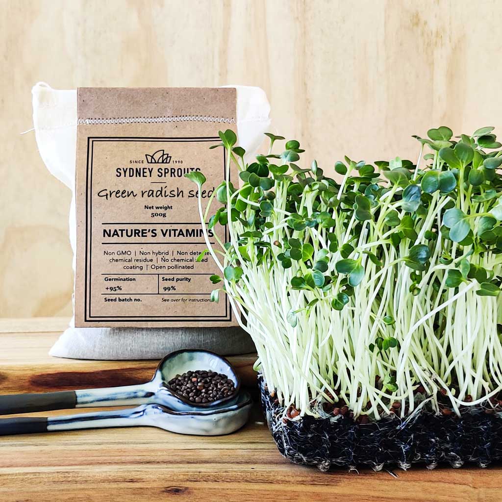 Green radish sprouting seeds - Microgreens