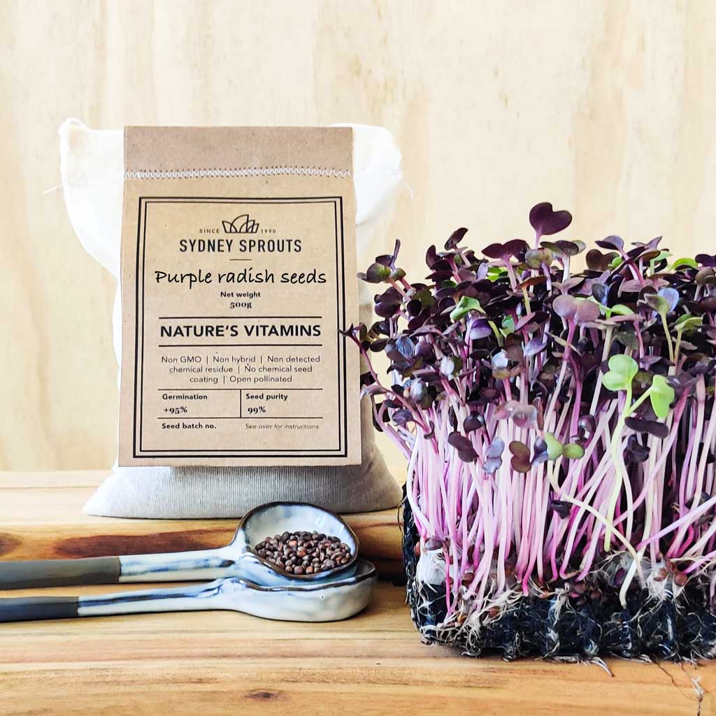 purple radish sprouting seeds - Microgreens
