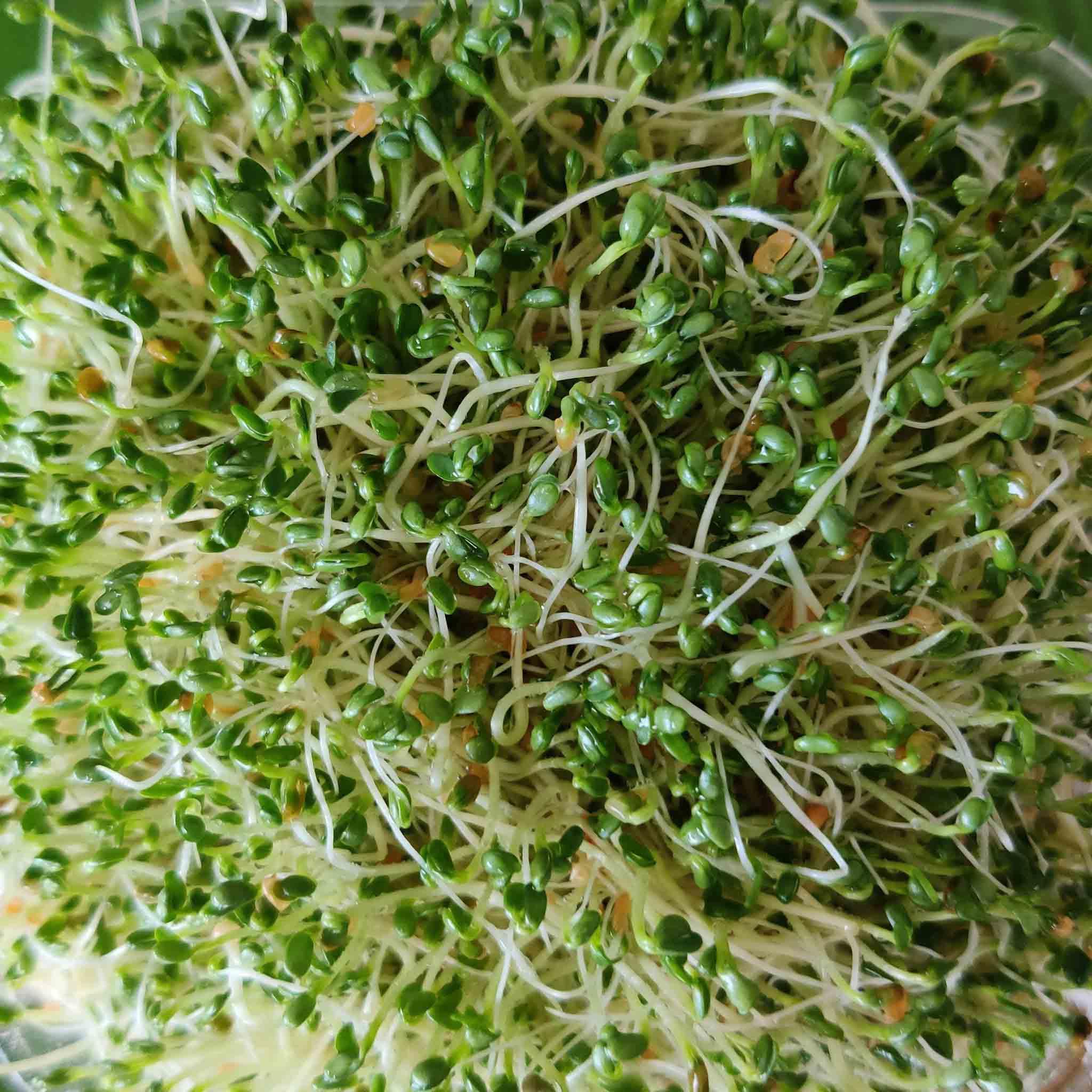 Alfalfa Sprouts