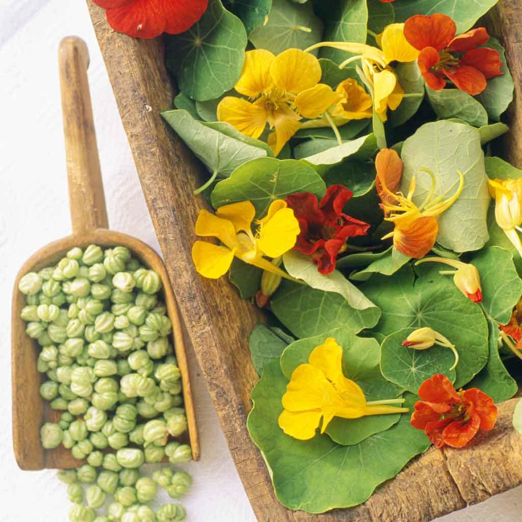 Nasturtium microgreens - Sydney Sprouts