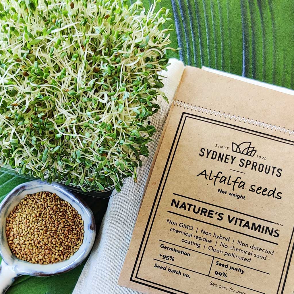 alfalfa plant seeds Alfalfa Sprouting Seeds – Sydney Sprouts