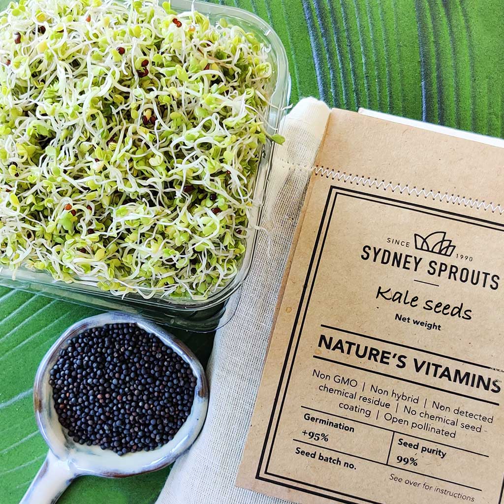 kale sprouting seeds