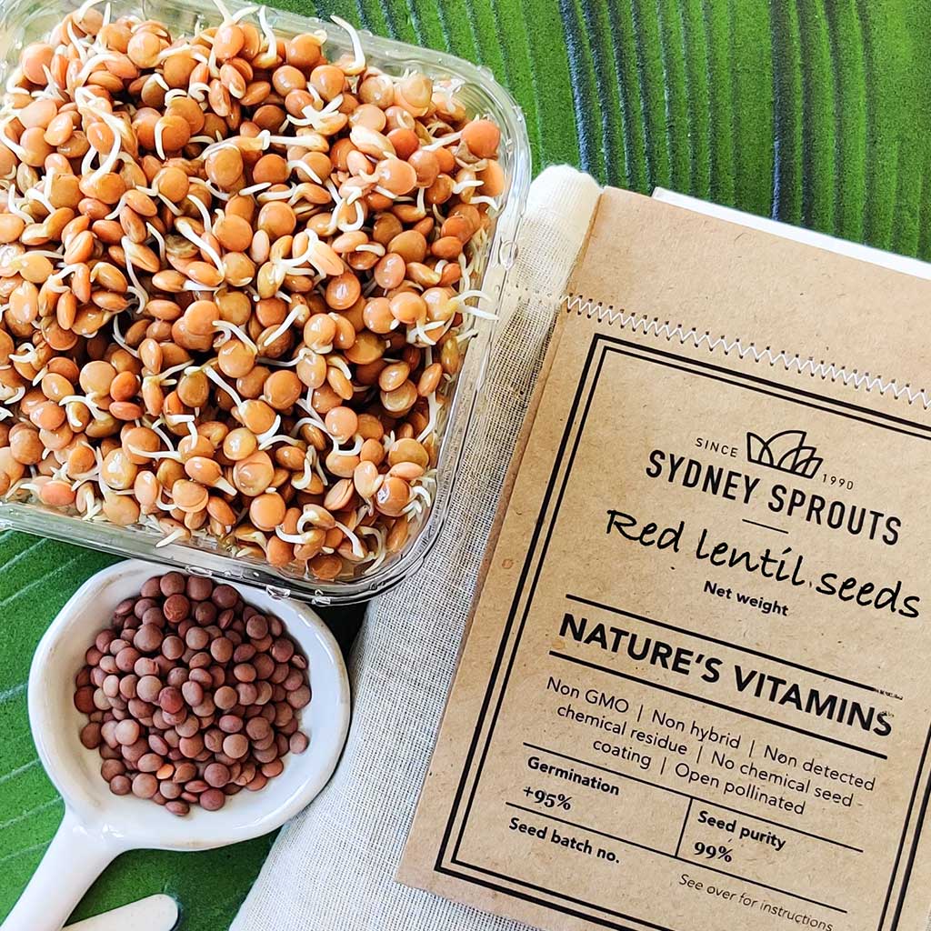 Red Lentils Sprouting Seeds