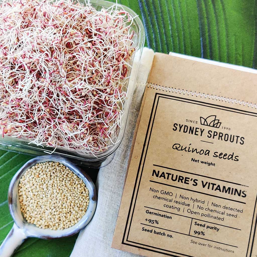 quinoa sprouting seeds