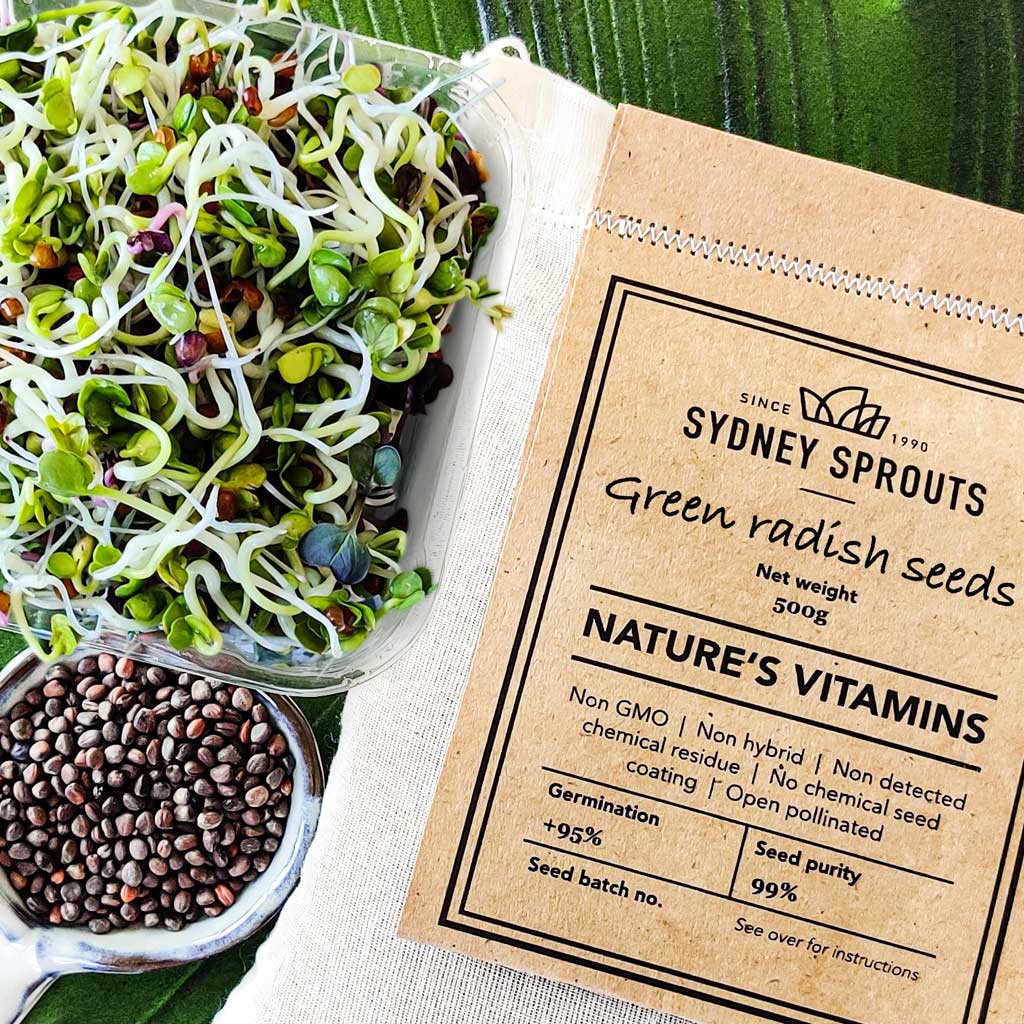 Green radish sprouting seeds