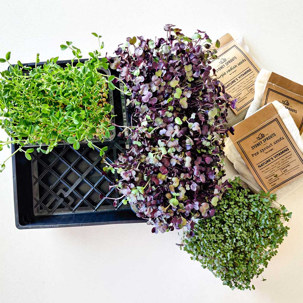 Large microgreens garden tray with 3 seeds