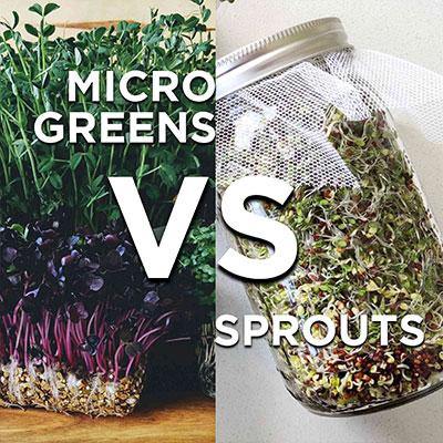 Microgreens versus sprouts. What’s the difference? - Sydney Sprouts
