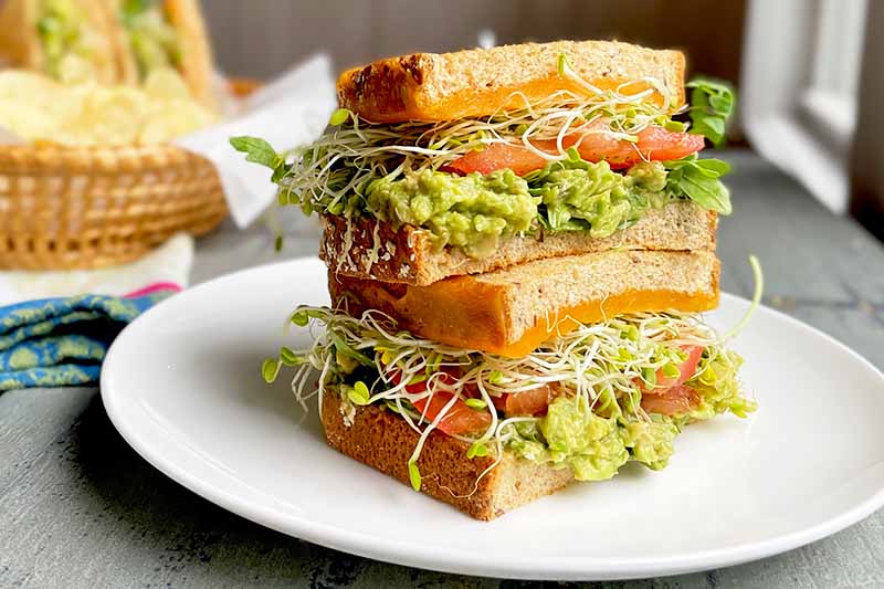 trending sprout inspired recipes
