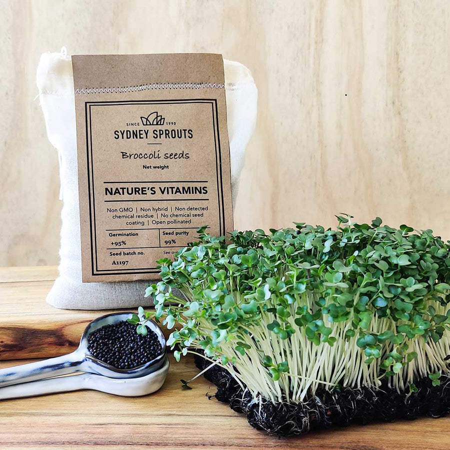 Broccoli sprouting seeds Microgreens Sydney Sprouts