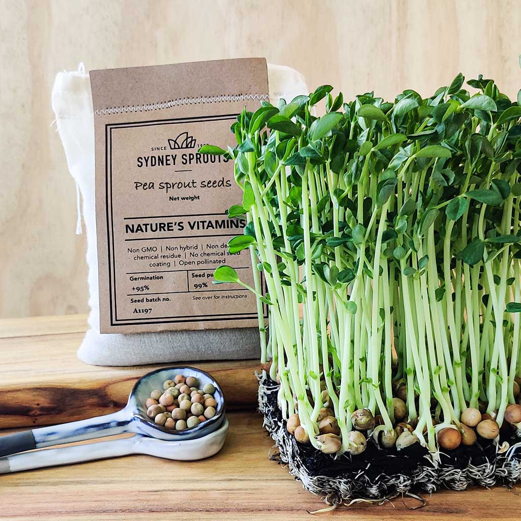 Pea sprouts sprouting seeds - Microgreens