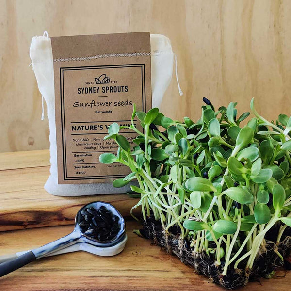 planting sunflower seeds australia Sunflower Sprouting Seeds – Sydney Sprouts