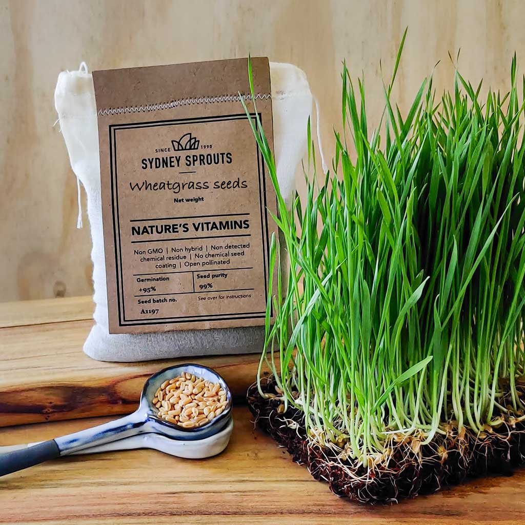 Wheatgrass sprouting seeds - Microgreens