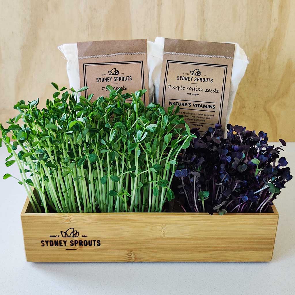 Bamboo microgreens tray with 2 seeds