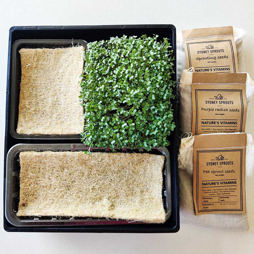 Large microgreens garden tray with 3 seeds